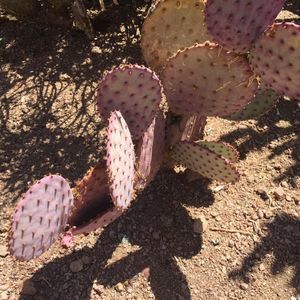 Meet your Posher, Tracey